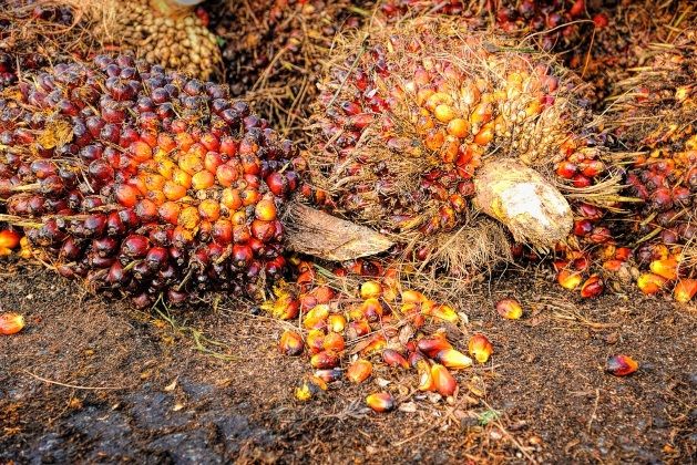 Harga TBS Kelapa Sawit Di Riau Anjlok Lagi.....