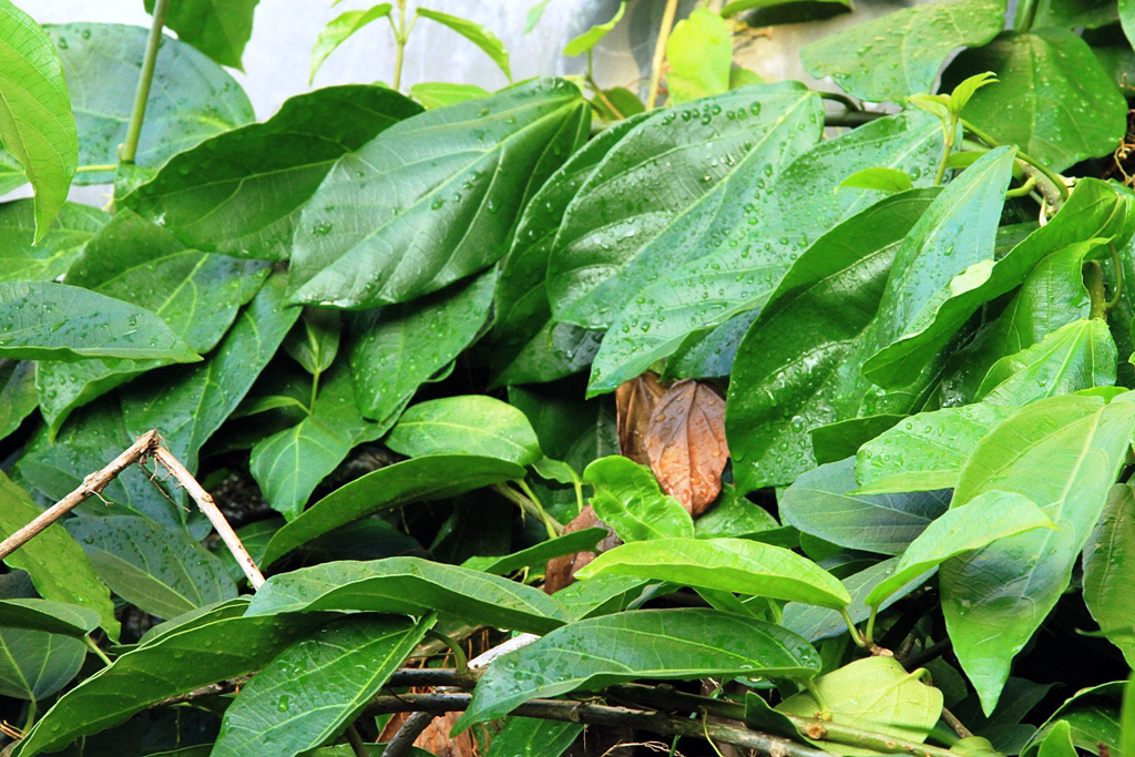 Daun Cincau Bisa Obati Berbagai Permasalahan Gangguan Kesehatan