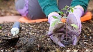 Berkebun Tenyata Memiliki Efek Positif Bagi Kesehatan Tubuh