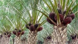 Yey! Harga Sawit Kembali Naik Rp 34,97/Kg