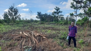 Akan 'Bongkar' Kebun Manggis Diduga Dalam Kawasan Hutan, LBH Tri Marta Bertuah Diminta Jangan Bersandiwara