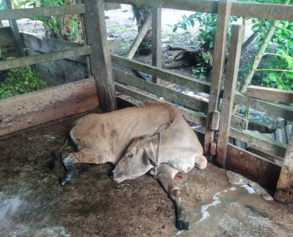 Beli Tanpa Dokumen Ternak, 12 Sapi Bantuan Baznas Siak Terjangkit PMK dan 2 Ekor Mati